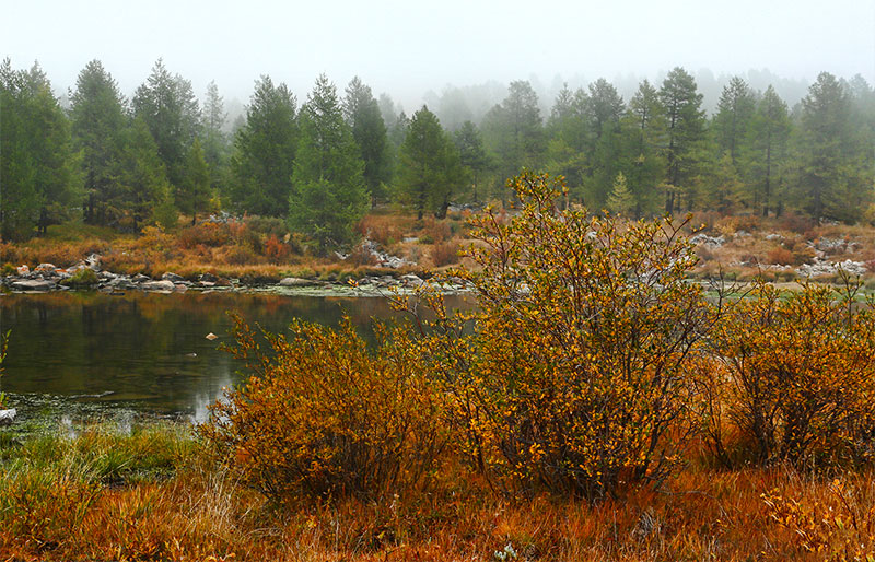 mongolia forests photos